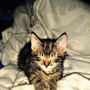 Meet your Posher, Ivy